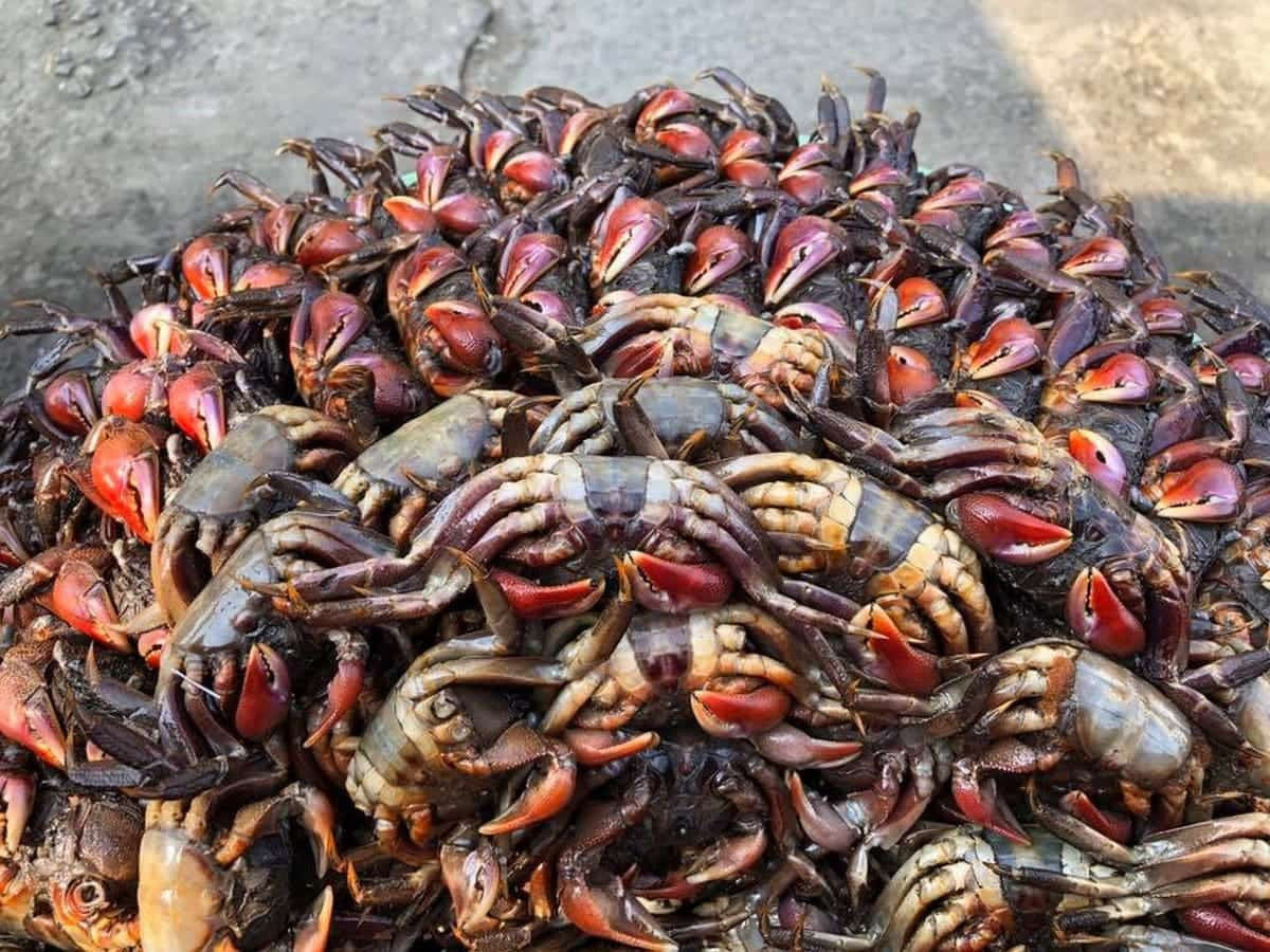 Ba khía Rạch Gốc muối, đặc sản dân dã của Bạc Liêu