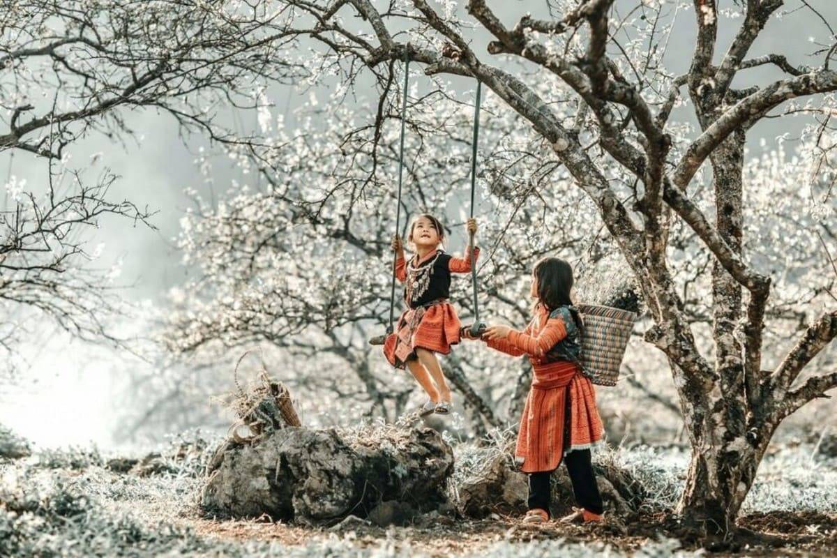 Vườn mận trắng muốt nở rộ vào mùa xuân tại Mai Châu